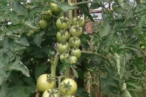 Tomato Plants Grown Healthy